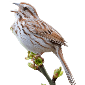 Sparrow PNG-20143